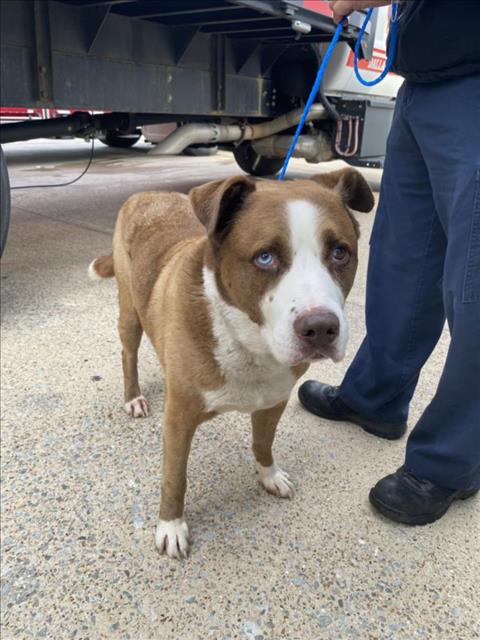 PANCHO, an adoptable Pit Bull Terrier in Dallas, TX