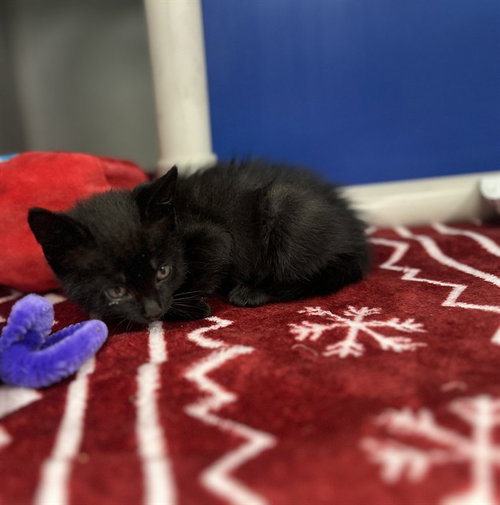 LUCKY, Baby Domestic Short Hair (medium coat), cat for adoption in Hurst, Texas