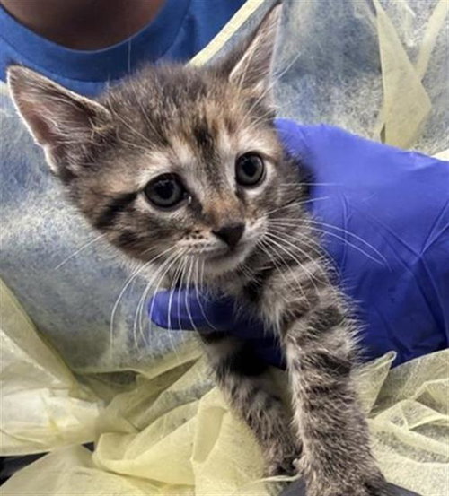 MINNIE, Baby Domestic Short Hair (medium coat), cat for adoption in Hurst, Texas
