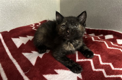 ISABELLA, Baby Domestic Short Hair (medium coat), cat for adoption in Hurst, Texas