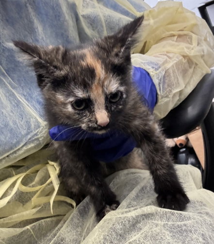 FIONA, Baby Domestic Short Hair (medium coat), cat for adoption in Hurst, Texas