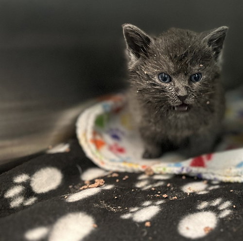 STORMY, Baby Domestic Short Hair (medium coat), cat for adoption in Hurst, Texas