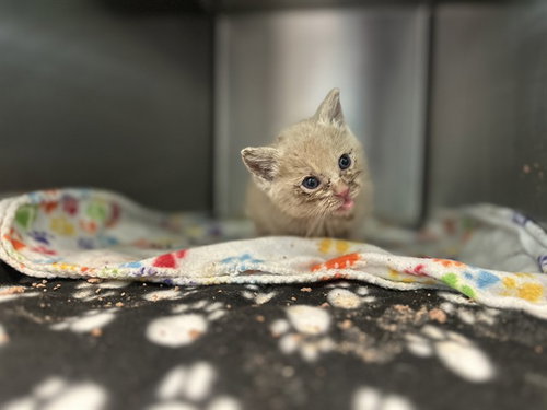 THUNDER, Baby Domestic Short Hair (medium coat), cat for adoption in Hurst, Texas
