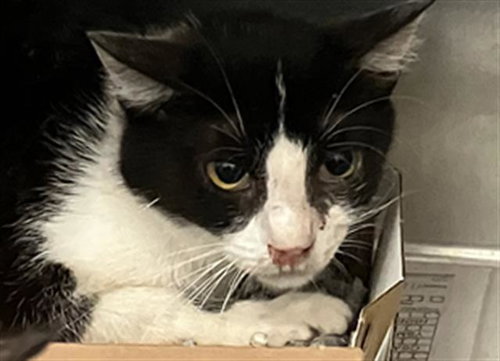 MOMMA, Adult Domestic Short Hair / Mixed (medium coat), cat for adoption in Hurst, Texas