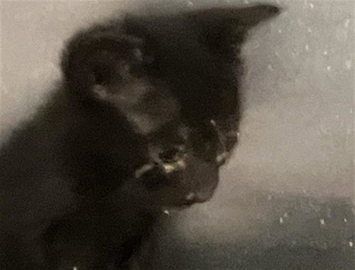 BABY 1, Baby Domestic Short Hair / Mixed (medium coat), cat for adoption in Hurst, Texas