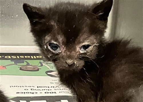 BABY 2, Baby Domestic Short Hair / Mixed (medium coat), cat for adoption in Hurst, Texas