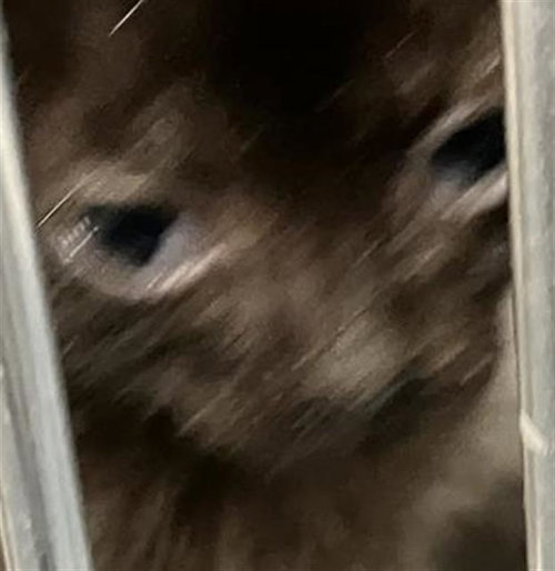 BABY 4, Baby Domestic Short Hair / Mixed (medium coat), cat for adoption in Hurst, Texas