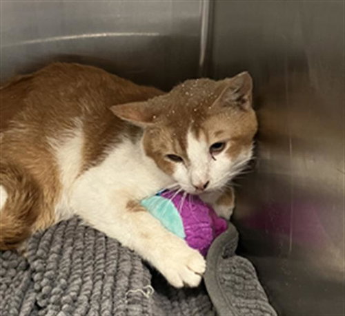 RED, Adult Domestic Short Hair / Mixed (medium coat), cat for adoption in Hurst, Texas