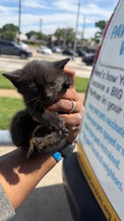 DUSTY, Baby Domestic Short Hair (medium coat), cat for adoption in Hurst, Texas