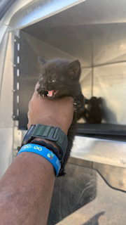 RUSTY, Baby Domestic Short Hair (medium coat), cat for adoption in Hurst, Texas