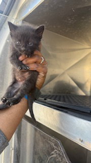 SANDY, Baby Domestic Short Hair (medium coat), cat for adoption in Hurst, Texas