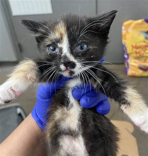 RUNT, Baby Domestic Short Hair (medium coat), cat for adoption in Hurst, Texas