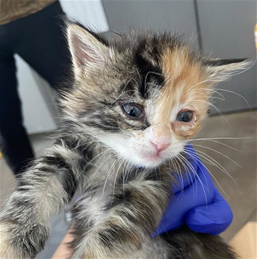 TWIX, Baby Domestic Medium Hair (medium coat), cat for adoption in Hurst, Texas