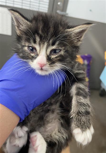 DENNIS, Baby Domestic Medium Hair (medium coat), cat for adoption in Hurst, Texas