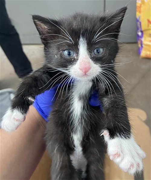 TUX, Baby Domestic Short Hair (medium coat), cat for adoption in Hurst, Texas