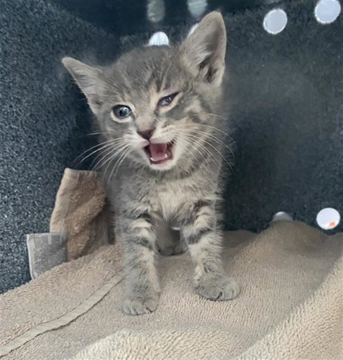 CLOUDY, Baby Domestic Short Hair (medium coat), cat for adoption in Hurst, Texas