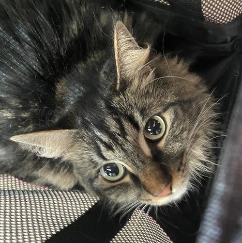 VICKY, Adult Domestic Long Hair (medium coat), cat for adoption in Hurst, Texas