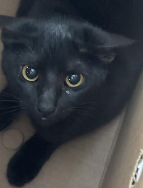 ECLIPSE, Adult Domestic Short Hair (medium coat), cat for adoption in Hurst, Texas