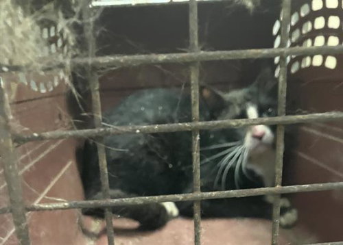 ROGER, Young Domestic Short Hair (short coat), cat for adoption in Hurst, Texas