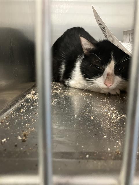MIKE MIKE, Young Domestic Short Hair (short coat), cat for adoption in Hurst, Texas