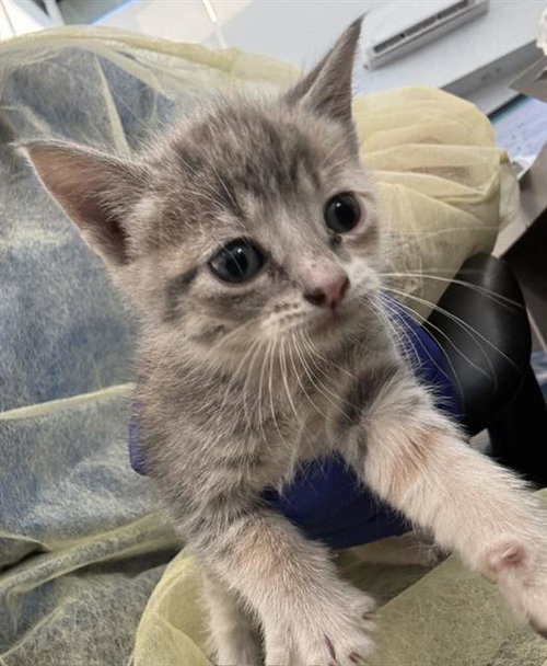 ASH, Baby Domestic Short Hair (medium coat), cat for adoption in Hurst, Texas