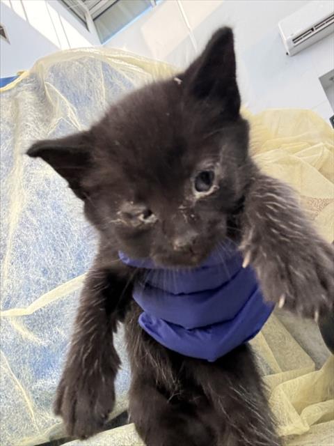 TOBY, Baby Domestic Short Hair (medium coat), cat for adoption in Hurst, Texas