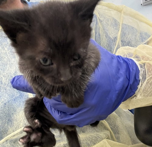 LILY, Baby Domestic Short Hair (medium coat), cat for adoption in Hurst, Texas