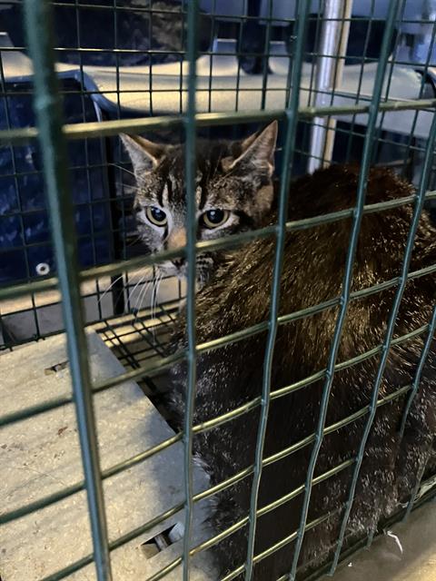RANGER, Young Domestic Short Hair (medium coat), cat for adoption in Hurst, Texas