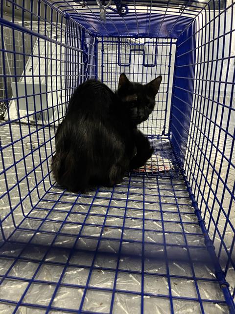 TABOO, Young Domestic Short Hair (medium coat), cat for adoption in Hurst, Texas
