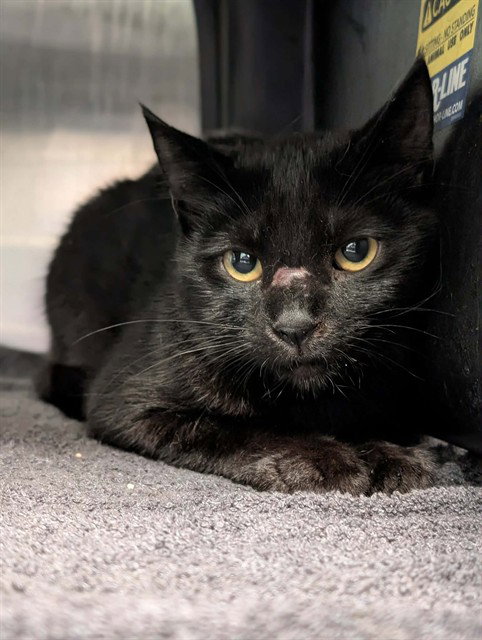 MASON, Young Domestic Short Hair (medium coat), cat for adoption in Hurst, Texas