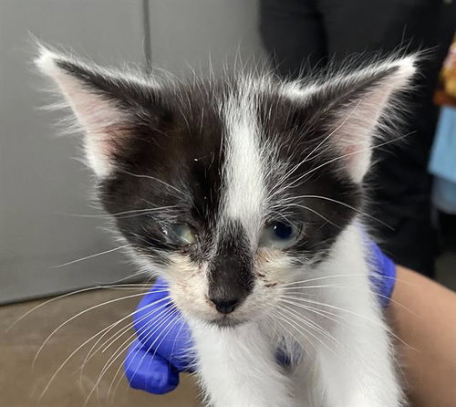 TATUM, Baby Domestic Short Hair (medium coat), cat for adoption in Hurst, Texas