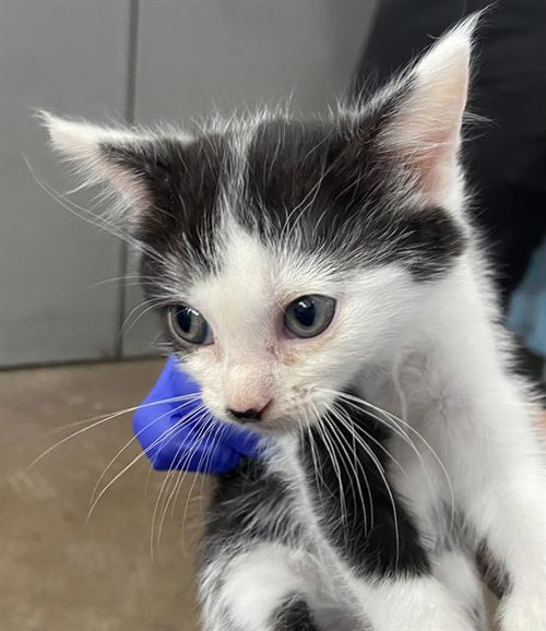 TAYLOR, Baby Domestic Short Hair (medium coat), cat for adoption in Hurst, Texas