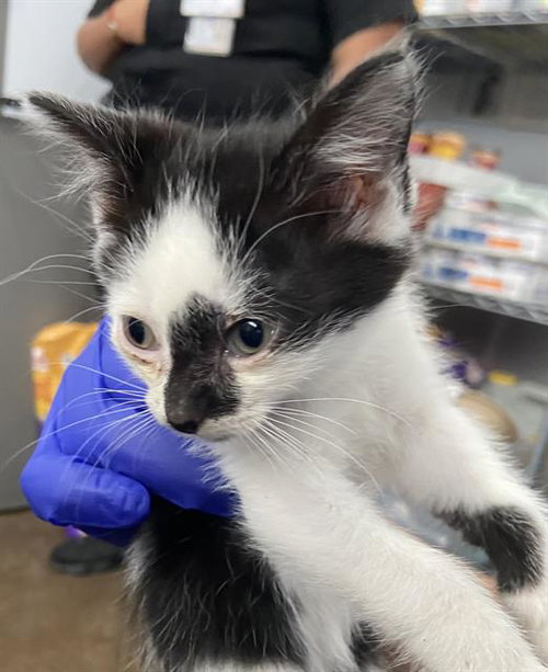 TEAGAN, Baby Domestic Short Hair (medium coat), cat for adoption in Hurst, Texas