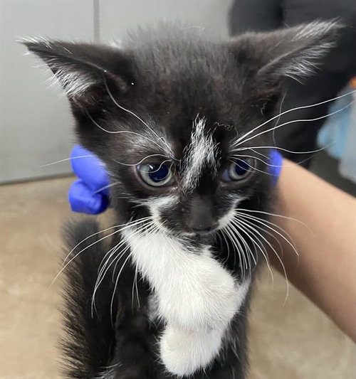 TRUE, Baby Domestic Short Hair (medium coat), cat for adoption in Hurst, Texas