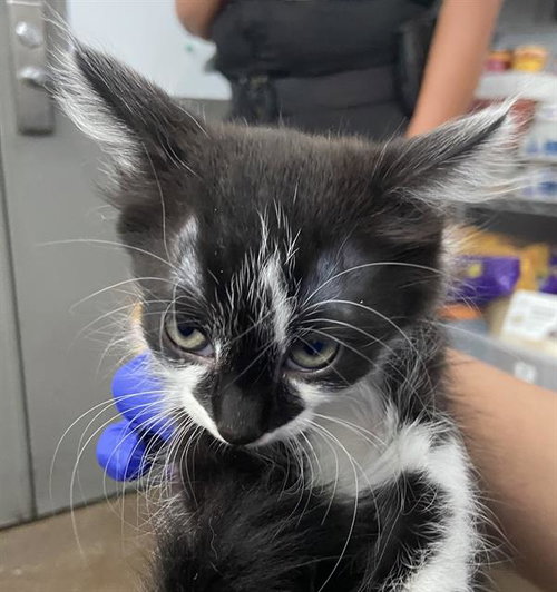TORY, Baby Domestic Short Hair (medium coat), cat for adoption in Hurst, Texas