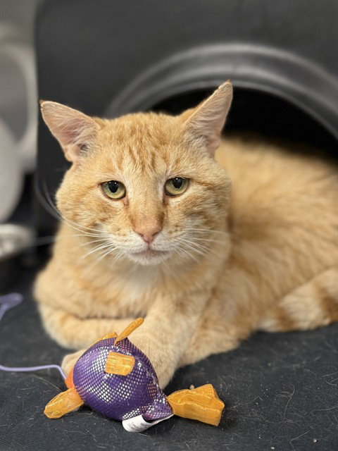 NANAMI, Adult Domestic Medium Hair (medium coat), cat for adoption in Hurst, Texas