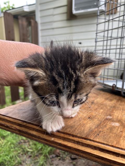 SCOTTIE, Baby Domestic Short Hair (medium coat), cat for adoption in Hurst, Texas