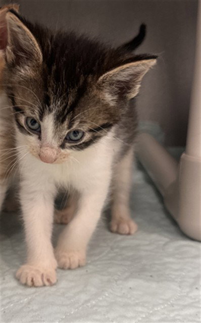 SCOTTIE, an adoptable Domestic Short Hair in Dallas, TX