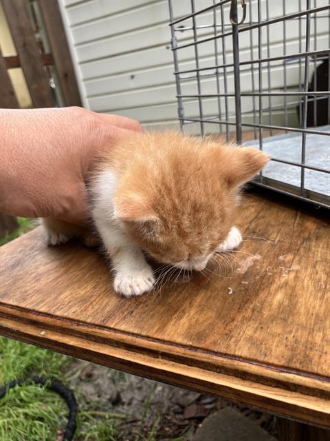 LUKE, Baby Domestic Short Hair (medium coat), cat for adoption in Hurst, Texas