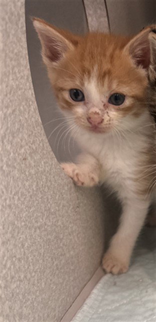 LUKE, Baby Domestic Short Hair (medium coat), cat for adoption in Fort Worth, Texas