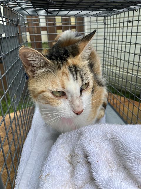 LAUREN, Adult Domestic Short Hair (medium coat), cat for adoption in Hurst, Texas