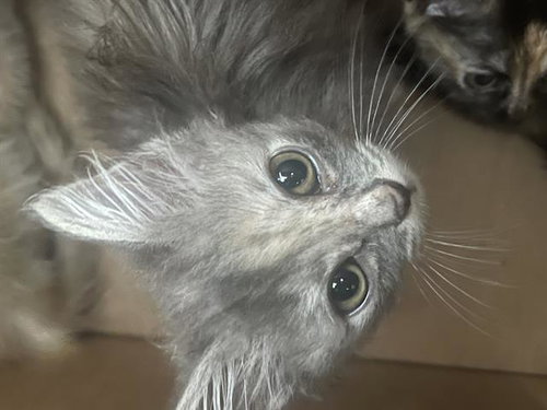 BOP, Baby Domestic Short Hair (medium coat), cat for adoption in Hurst, Texas