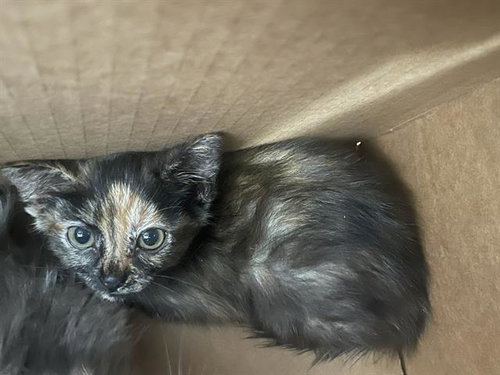 MISS, Baby Domestic Short Hair (medium coat), cat for adoption in Hurst, Texas
