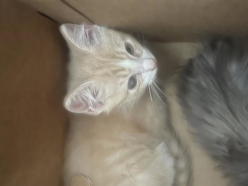 BARNEY, Baby Domestic Short Hair (medium coat), cat for adoption in Hurst, Texas