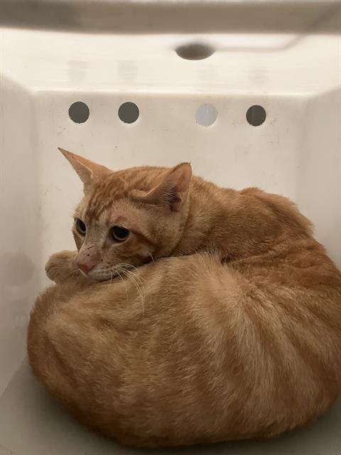 GARFIELD, Young Domestic Short Hair (medium coat), cat for adoption in Hurst, Texas