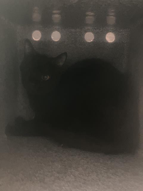 SASSY, Young Domestic Short Hair (medium coat), cat for adoption in Hurst, Texas