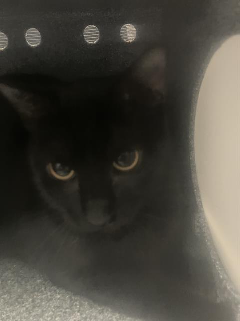 MISTER, Young Domestic Short Hair (medium coat), cat for adoption in Hurst, Texas