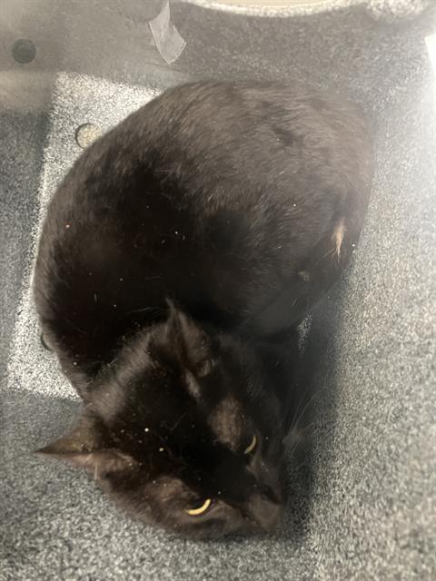 POLO, Young Domestic Short Hair (medium coat), cat for adoption in Hurst, Texas