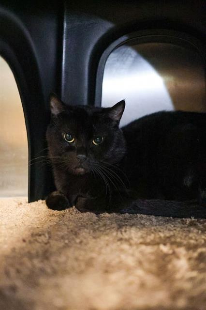 POLO, Adult Domestic Short Hair (medium coat), cat for adoption in Fort Worth, Texas