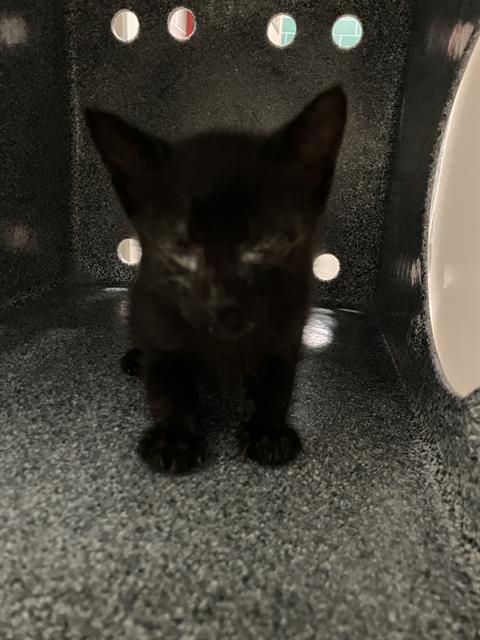 COWBOY, Baby Domestic Short Hair (medium coat), cat for adoption in Hurst, Texas